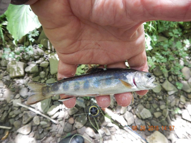-Kettle Valley-008-.jpg - This fish came from the tail of the previous run.